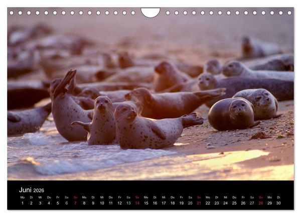 Produktbild: Faszination Kegelrobben und Seehunde 2026 (Wandkalender 2026 DIN A4 quer), CALVENDO Monatskalender