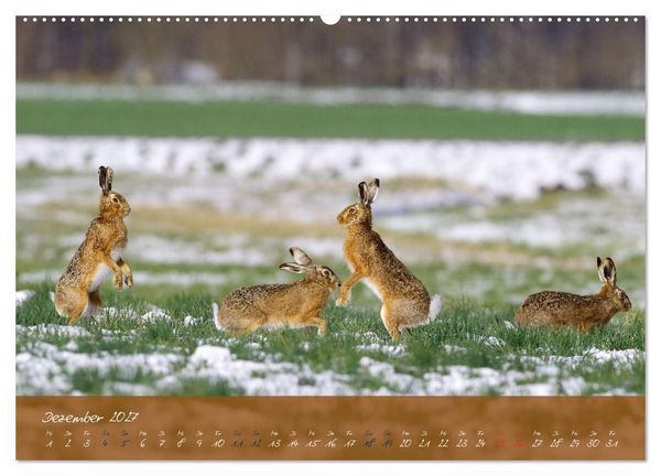 Produktbild: Feldhasen in H&ouml;chstform (hochwertiger Premium Wandkalender 2027 DIN A2 quer), Kunstdruck in Hochglanz