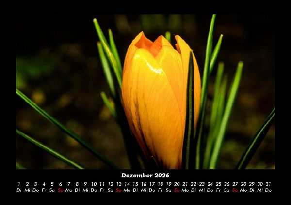 Produktbild: Blumentr&auml;ume 2026 Fotokalender DIN A3