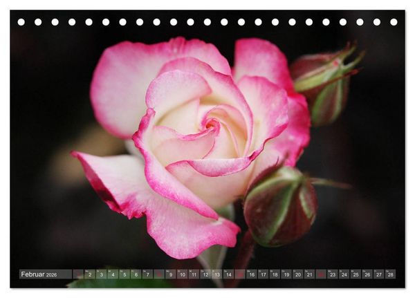 Produktbild: Stolze Rosen (Tischkalender 2026 DIN A5 quer), CALVENDO Monatskalender
