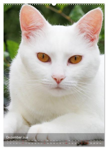 Produktbild: KATZEN AUGEN BLICKE (hochwertiger Premium Wandkalender 2026 DIN A2 hoch), Kunstdruck in Hochglanz