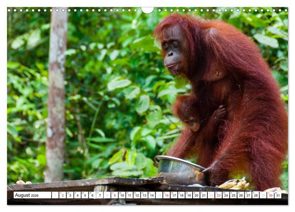 Produktbild: Orang Utans von Borneo Tierkalender 2026 (Wandkalender 2026 DIN A3 quer), CALVENDO Monatskalender