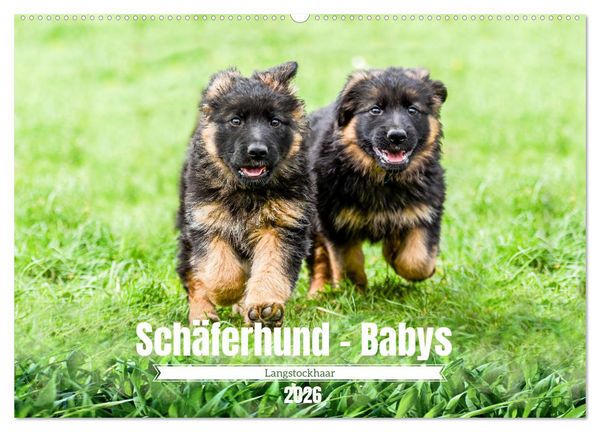 Langstockhaar - Schäferhund - Babys (Wandkalender 2026 DIN A2 quer), CALVENDO Monatskalender