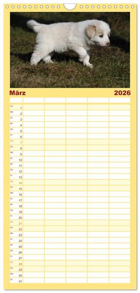 Produktbild: Familienplaner 2026 - Border Collie Welpen mit 5 Spalten (Wandkalender, 21 x 45 cm) CALVENDO
