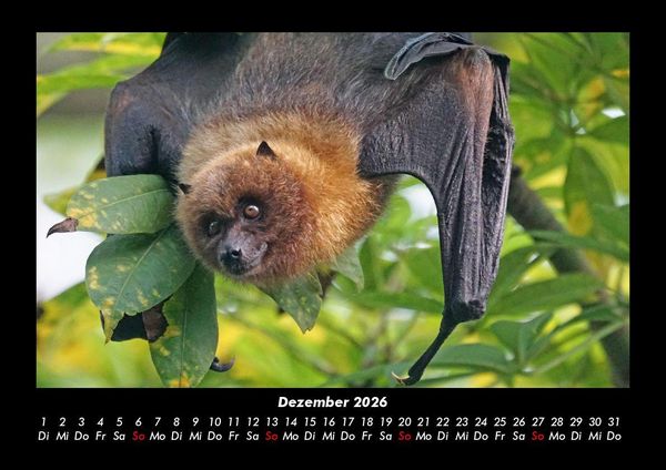 Produktbild: Welt der Tiere 2026 Fotokalender DIN A3