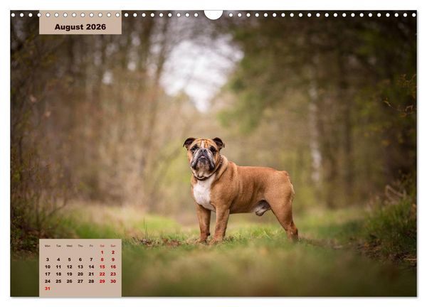 Produktbild: English Bulldog (Wall Calendar 2026 DIN A3 landscape), CALVENDO 12 Month Wall Calendar