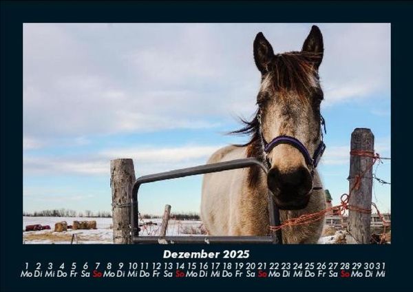 Produktbild: Pferdetraum 2025 Fotokalender DIN A5