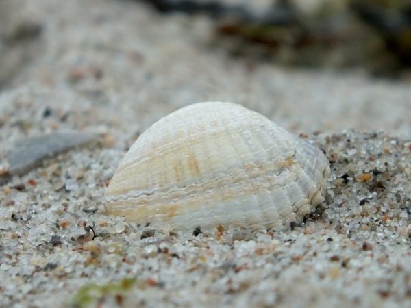 Produktbild: Muschel am Strand (Puzzle)