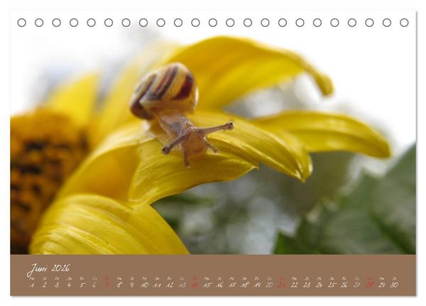 Produktbild: Schneckchen (Tischkalender 2026 DIN A5 quer), CALVENDO Monatskalender