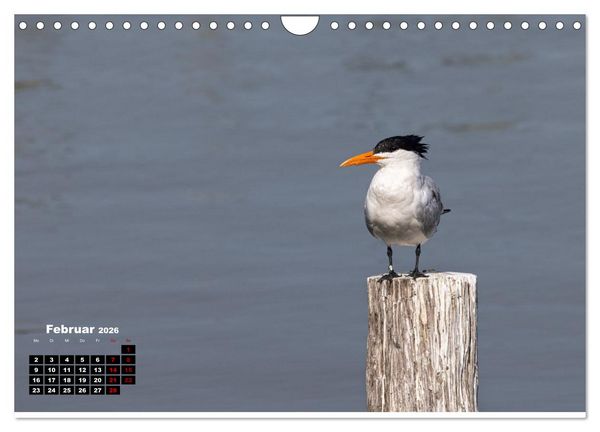 Produktbild: Floridas wunderbare Vogelwelt (Wandkalender 2026 DIN A4 quer), CALVENDO Monatskalender