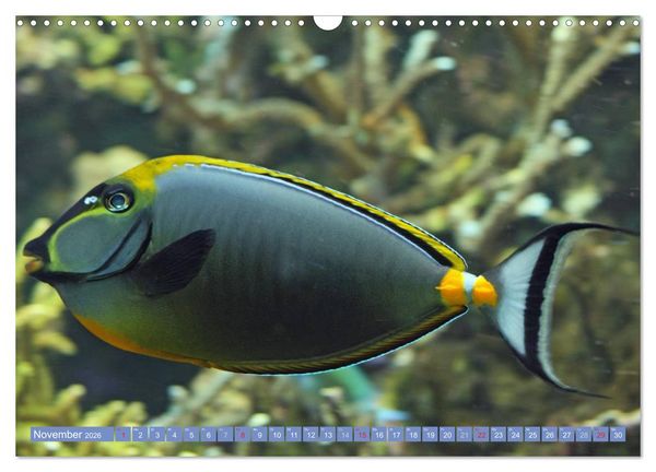 Produktbild: Bunte Welt der Fische (Wandkalender 2026 DIN A3 quer), CALVENDO Monatskalender