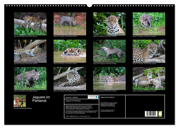 Produktbild: Jaguare im Pantanal (Wandkalender 2026 DIN A2 quer), CALVENDO Monatskalender