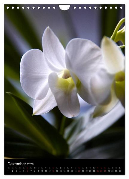Produktbild: Faszination Orchideen (Wandkalender 2026 DIN A4 hoch), CALVENDO Monatskalender