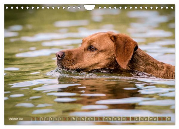 Produktbild: Labrador Trio - 3 Farben, 3 Freunde (Wandkalender 2026 DIN A4 quer), CALVENDO Monatskalender