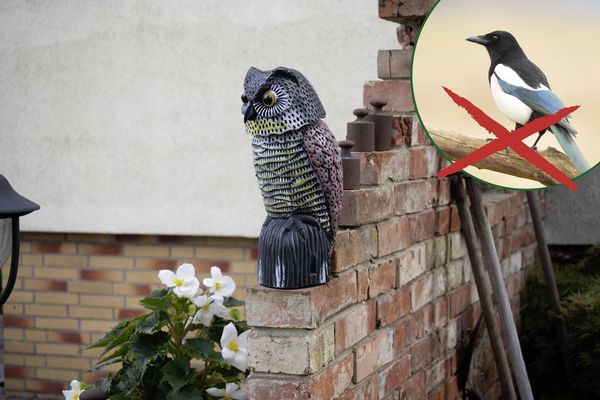 Produktbild: Gardigo Eule Vogelvertreiber Funktionsart Abschreckung 1St.