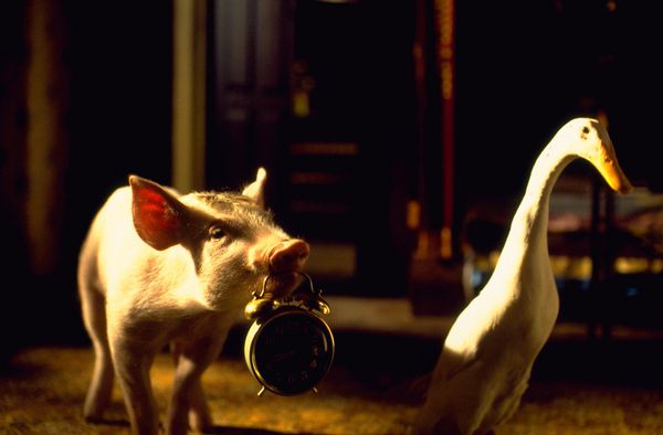 Produktbild: Ein Schweinchen namens Babe