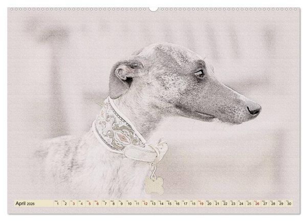 Produktbild: Whippets 2026 (High Quality Premium Wall Calendar 2026 DIN A2 landscape),CALVENDO 12 Month Wall Calendar