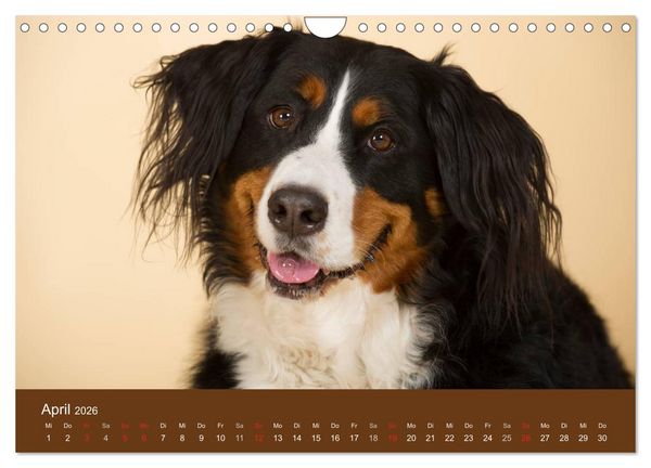 Produktbild: Berner Sennenhunde (Wandkalender 2026 DIN A4 quer), CALVENDO Monatskalender