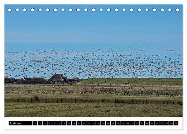 Produktbild: Tr&auml;umende Bilder - Die Nordseehalbinsel Eiderstedt (Tischkalender 2026 DIN A5 quer), CALVENDO Monatskalender