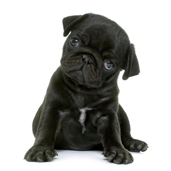 Produktbild: M&ouml;pse / Puglets 2027