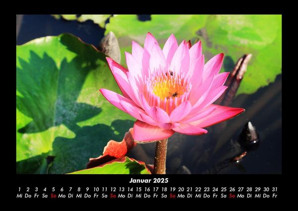 Produktbild: Blumenzauber 2025 Fotokalender DIN A3