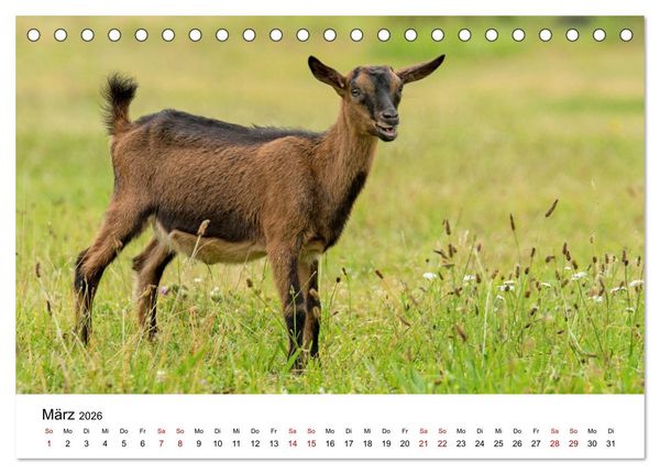 Produktbild: Alte Nutztierrassen 2026 (Tischkalender 2026 DIN A5 quer), CALVENDO Monatskalender