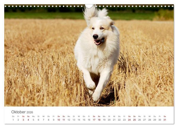 Produktbild: Pyren&auml;enberghunde (Wandkalender 2026 DIN A3 quer), CALVENDO Monatskalender