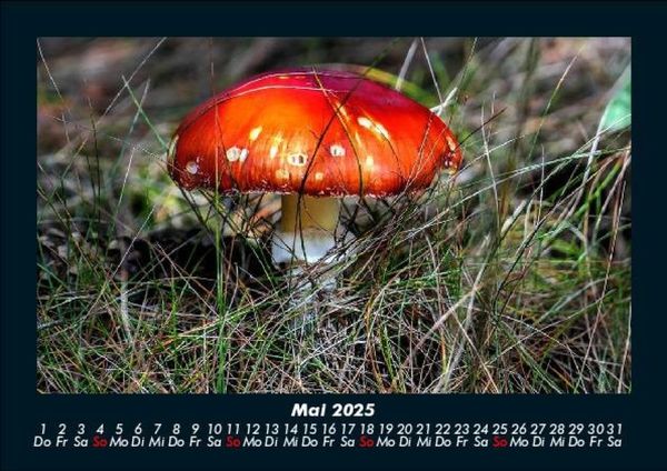 Produktbild: Pilzkalender 2025 Fotokalender DIN A5