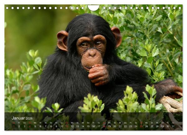 Produktbild: Menschenaffen. Gorillas, Schimpansen, Orang-Utans (Wandkalender 2026 DIN A4 quer), CALVENDO Monatskalender