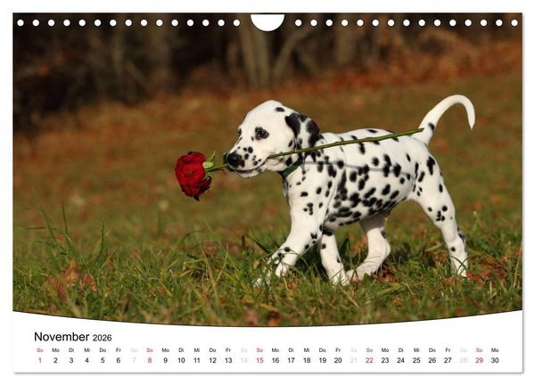 Produktbild: Welpen - Puppies (Wandkalender 2026 DIN A4 quer), CALVENDO Monatskalender