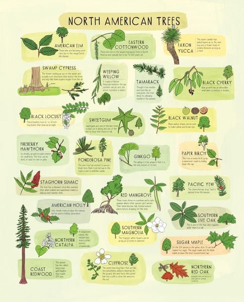 Produktbild: Nature Anatomy Posters