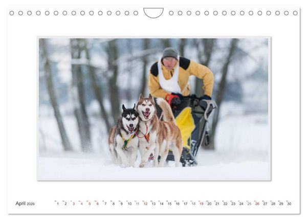 Produktbild: Emotionale Momente: The Art of Huskys. / CH-Version (Wandkalender 2026 DIN A4 quer), CALVENDO Monatskalender