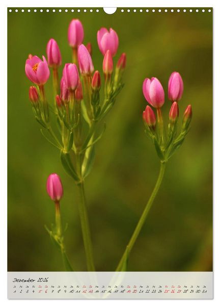 Produktbild: Florale Meisterwerke der Natur (Wandkalender 2026 DIN A3 hoch), CALVENDO Monatskalender