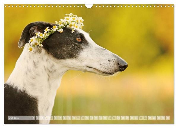 Produktbild: Zauberhafte Windhunde (Wandkalender 2026 DIN A3 quer), CALVENDO Monatskalender