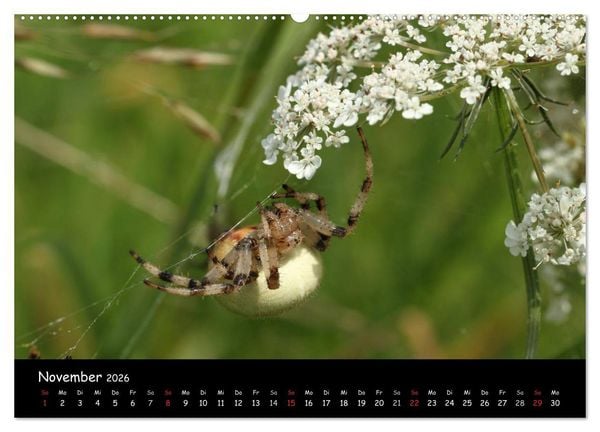 Produktbild: Heimische Spinnen (Wandkalender 2026 DIN A2 quer), CALVENDO Monatskalender