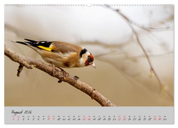 Produktbild: Bunte V&ouml;gel am Futterplatz (Wandkalender 2026 DIN A2 quer), CALVENDO Monatskalender