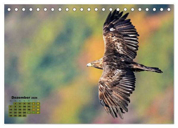 Produktbild: Big Five der Alpen G&auml;mse, Steinbock, Murmeltier, Steinadler, Bartgeier (Tischkalender 2026 DIN A5 quer), CALVENDO Monatskalender