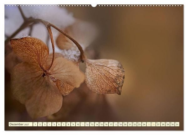Produktbild: Hortensientr&auml;ume (Wandkalender 2027 DIN A2 quer), CALVENDO Monatskalender