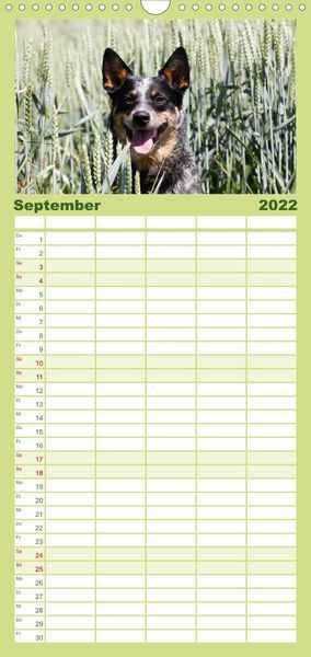 Produktbild: Familienplaner Faszinierende Australian Cattle Dogs (Wandkalender 2022 , 21 cm x 45 cm, hoch)