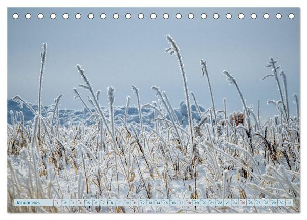 Produktbild: Wildwuchs 2026 (Tischkalender 2026 DIN A5 quer), CALVENDO Monatskalender