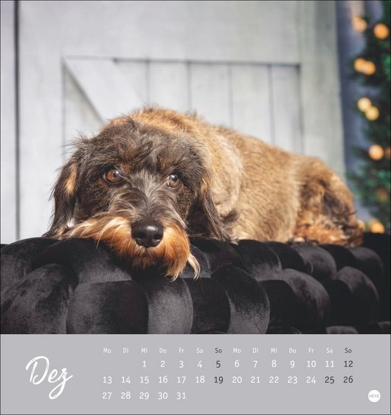 Produktbild: Dackel Postkartenkalender 2027