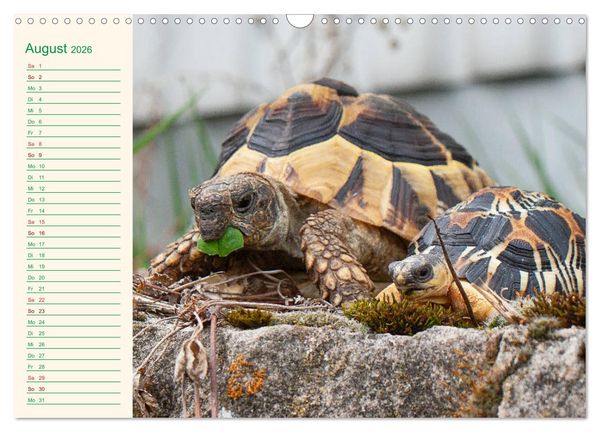 Produktbild: Meine Schildkr&ouml;ten - Geburtstagskalender (Wandkalender 2026 DIN A3 quer), CALVENDO Monatskalender