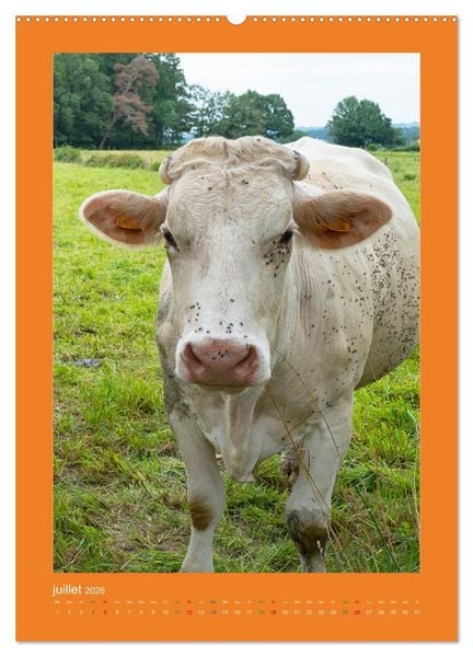 Produktbild: Beaut&eacute; rustique Regards animaliers (Calendrier mural 2026 DIN A2 horizontal), CALVENDO calendrier mensuel