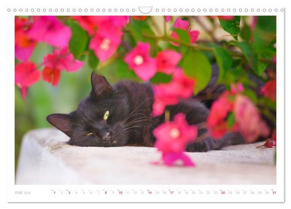 Produktbild: Chats des &icirc;les (Calendrier mural 2026 DIN A3 vertical), CALVENDO calendrier mensuel