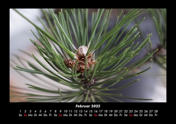 Produktbild: B&auml;ume 2025 Fotokalender DIN A3