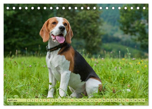 Produktbild: Beagle - Herz auf 4 Pfoten (Tischkalender 2026 DIN A5 quer), CALVENDO Monatskalender