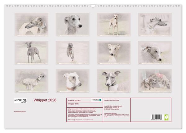 Produktbild: Whippet 2026 (Wandkalender 2026 DIN A2 quer), CALVENDO Monatskalender
