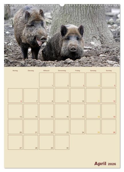 Produktbild: Wildschweine (hochwertiger Premium Wandkalender 2026 DIN A2 hoch), Kunstdruck in Hochglanz
