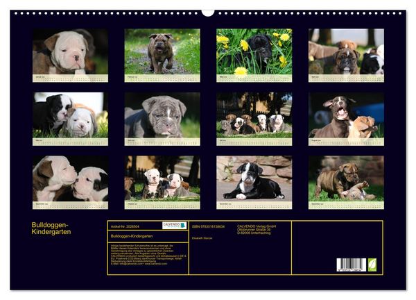 Produktbild: Bulldoggen-Kindergarten (Wandkalender 2026 DIN A2 quer), CALVENDO Monatskalender
