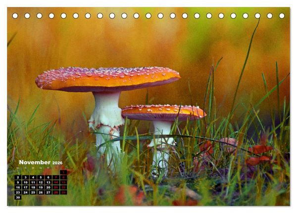 Produktbild: Pilzmagie (Tischkalender 2026 DIN A5 quer), CALVENDO Monatskalender